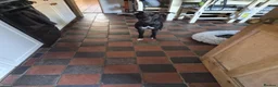 Whippet dogs for sale: 2.5 year old male whippet in Knutsford - Advert 2