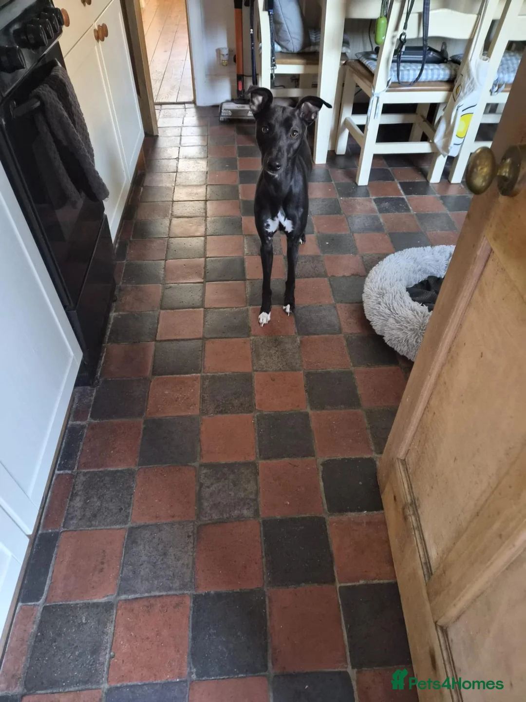 Whippet dogs for sale: 2.5 year old male whippet in Knutsford - Advert 2