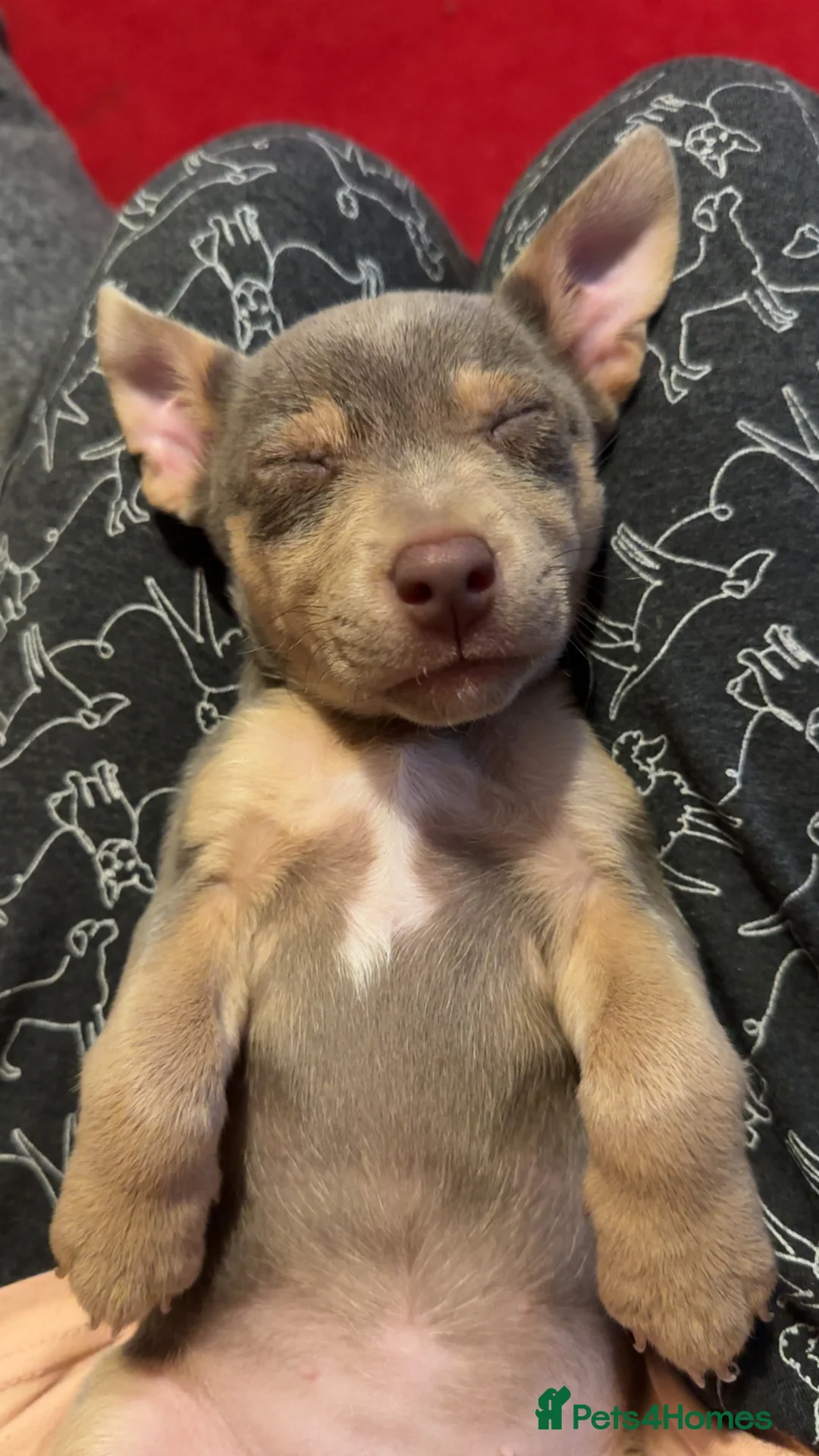 Jack Russell dogs for sale: Jack Russel puppies  - Advert 1