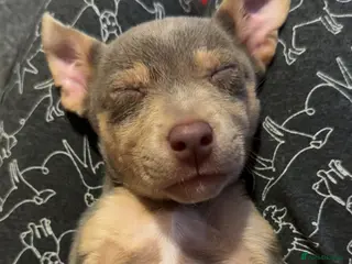 Jack Russell dogs Jack Russel puppies - Advert 16