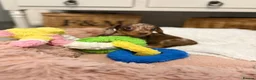 Miniature Dachshund dogs for sale: The Ultimate Miniature Dachshunds in Exmouth - Advert 1