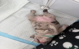 French Bulldog dogs for sale: French bulldog puppies looking for loving homes  - Image 28
