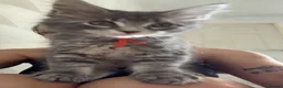 Maine Coon cats for sale: One blue silver mainecoon girl left  - Advert 9