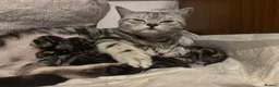 British Shorthair cats for sale: GCCF BSH silver tabby and silver chinchilla girls - Advert 10