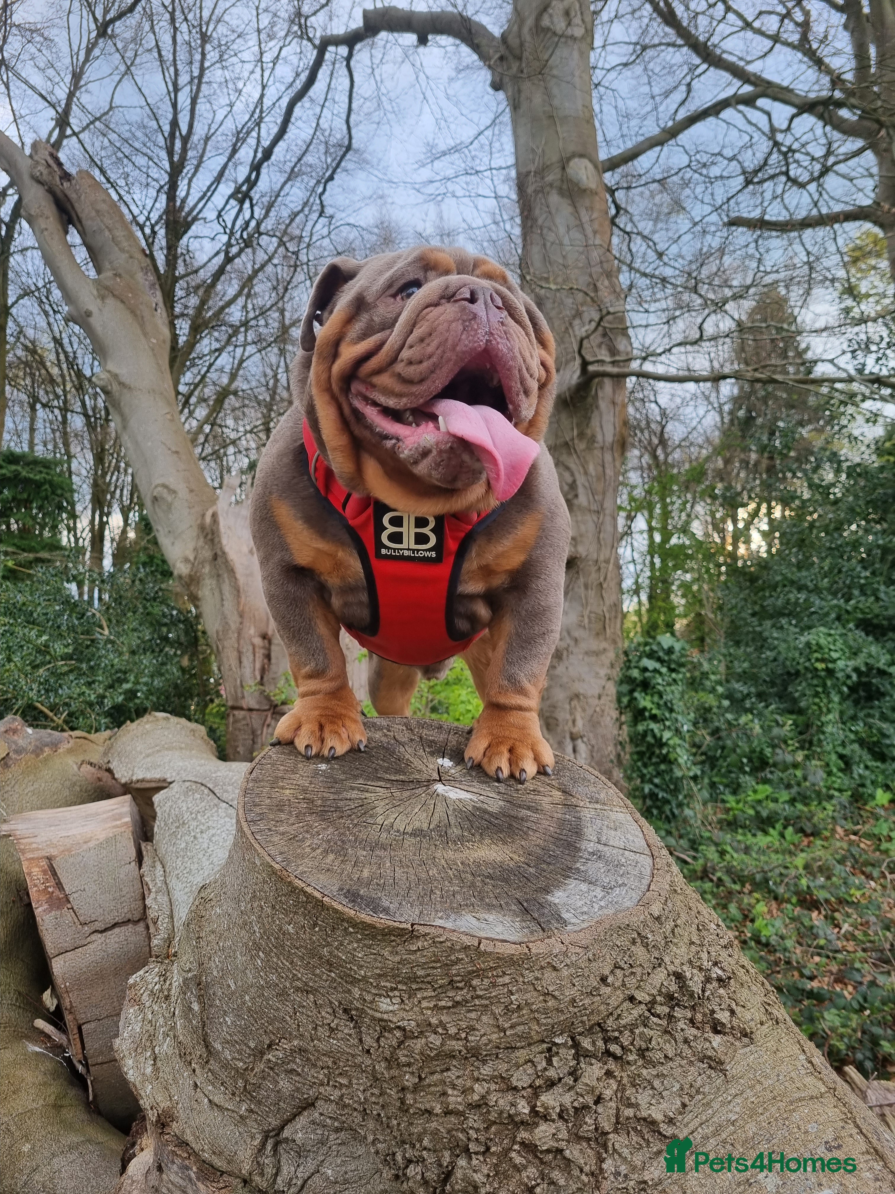 English Bulldog dogs Proven Full suit lilac and tan KC Bulldog for stud in Huddersfield - Advert 13