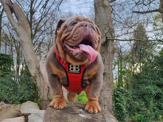 English Bulldog dogs Proven Full suit lilac and tan KC Bulldog for stud in Huddersfield - Advert 15