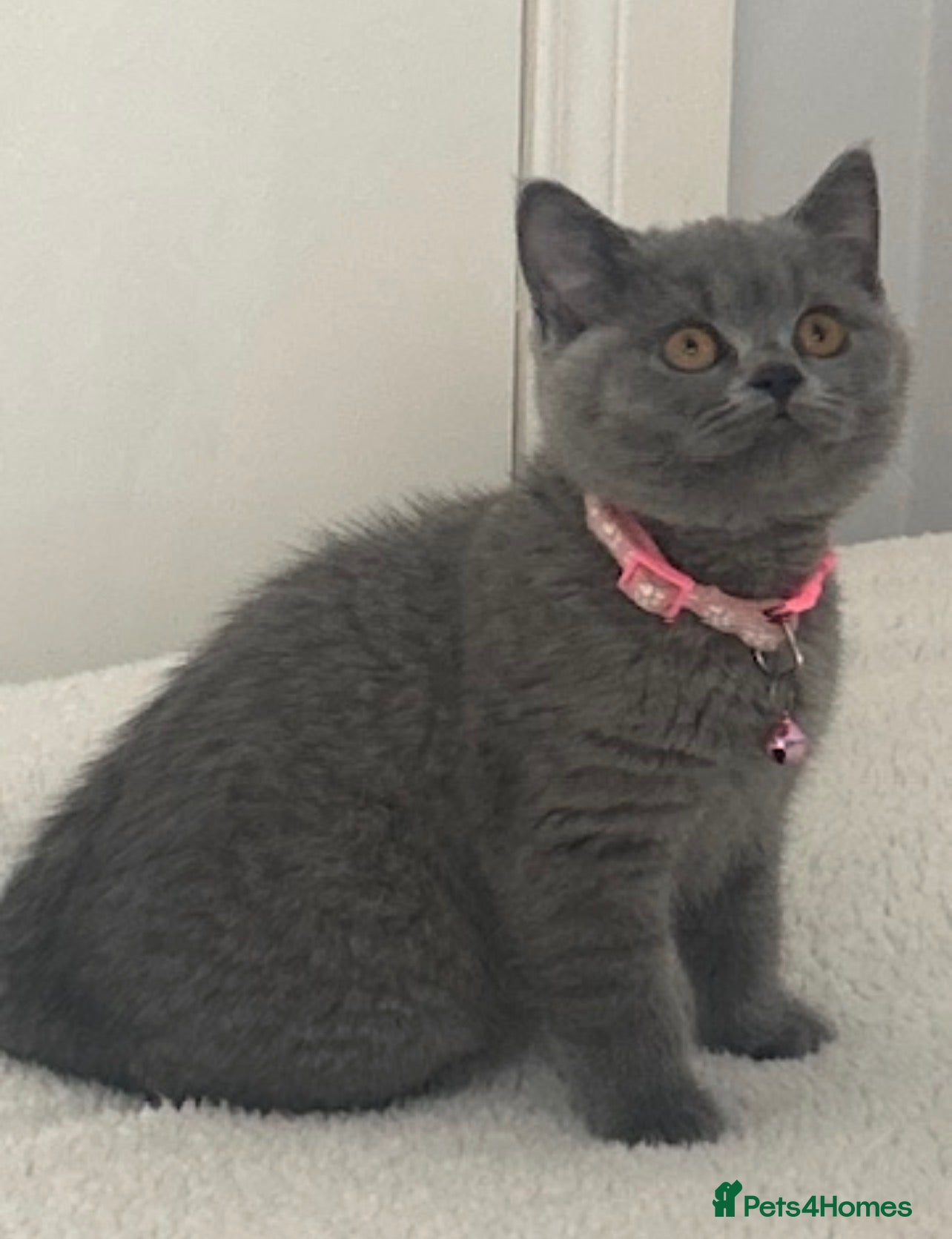 British Shorthair cats  Stunning Full pedigree BSH KITTENS ( GCCF REG )  - Advert 2
