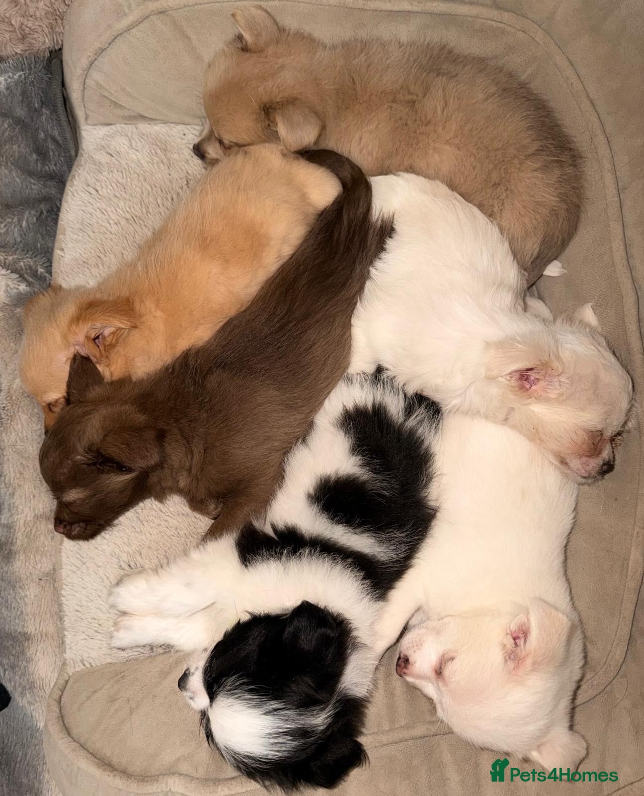 Mixed Breed dogs Pomeranian x chihuahua pups  - Advert 2