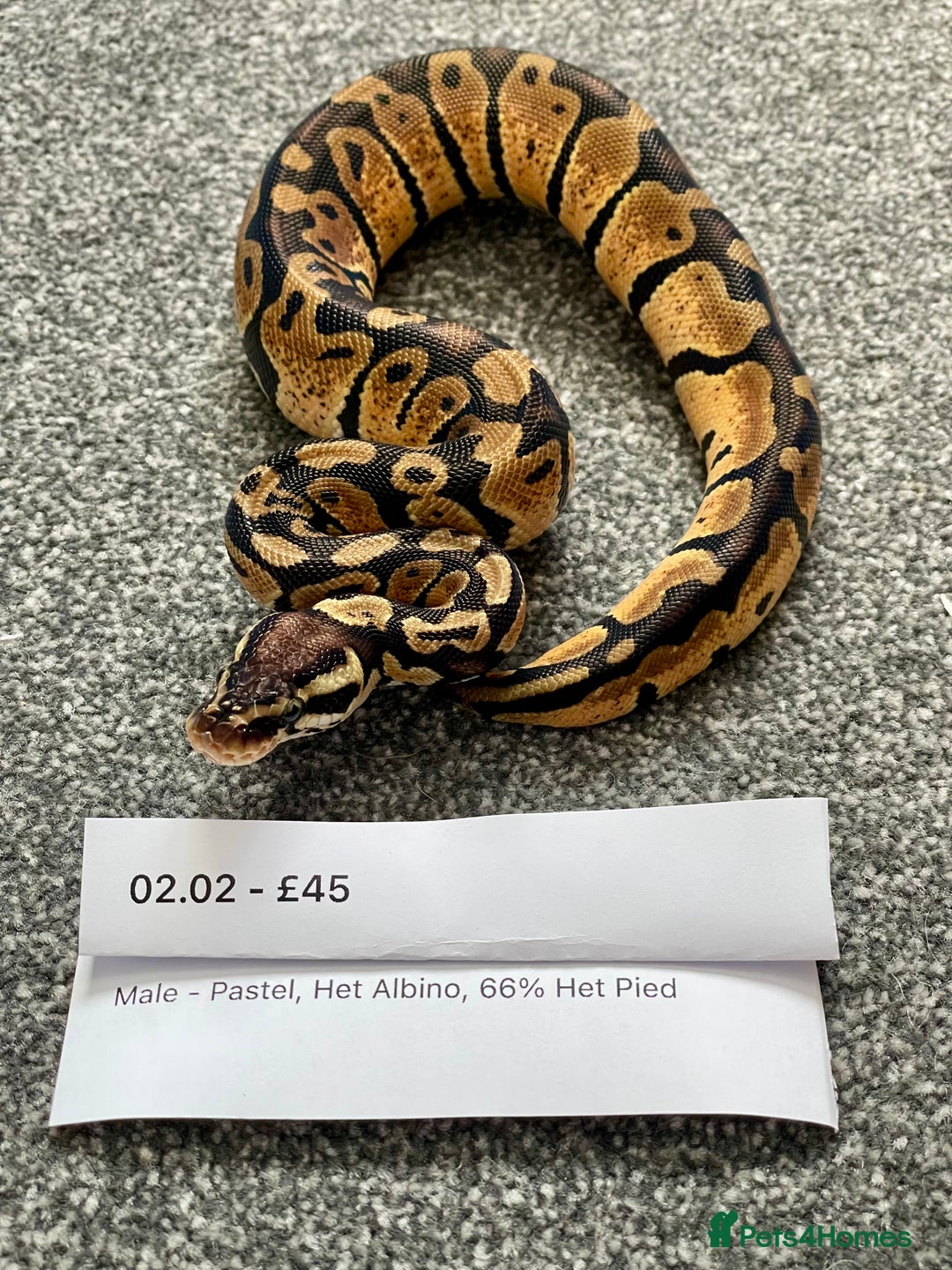 Python Snake reptiles for sale: Het Albino 66% Het Pied Royal Python (Ball Python) - Advert 2