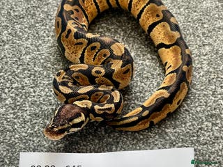 Python Snake reptiles Het Albino 66% Het Pied Royal Python (Ball Python) - Advert 18