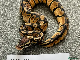 Python Snake reptiles Het Albino 66% Het Pied Royal Python (Ball Python) - Advert 17