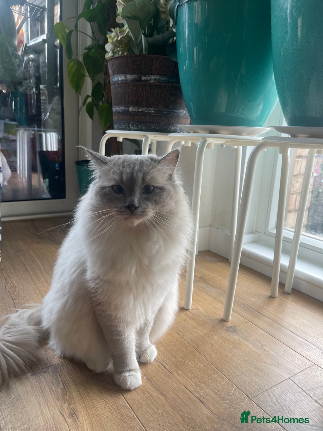 Ragdoll cats for stud: BIG beautiful GCCF & TICA Active Ragdoll Stud! in London - Image 4
