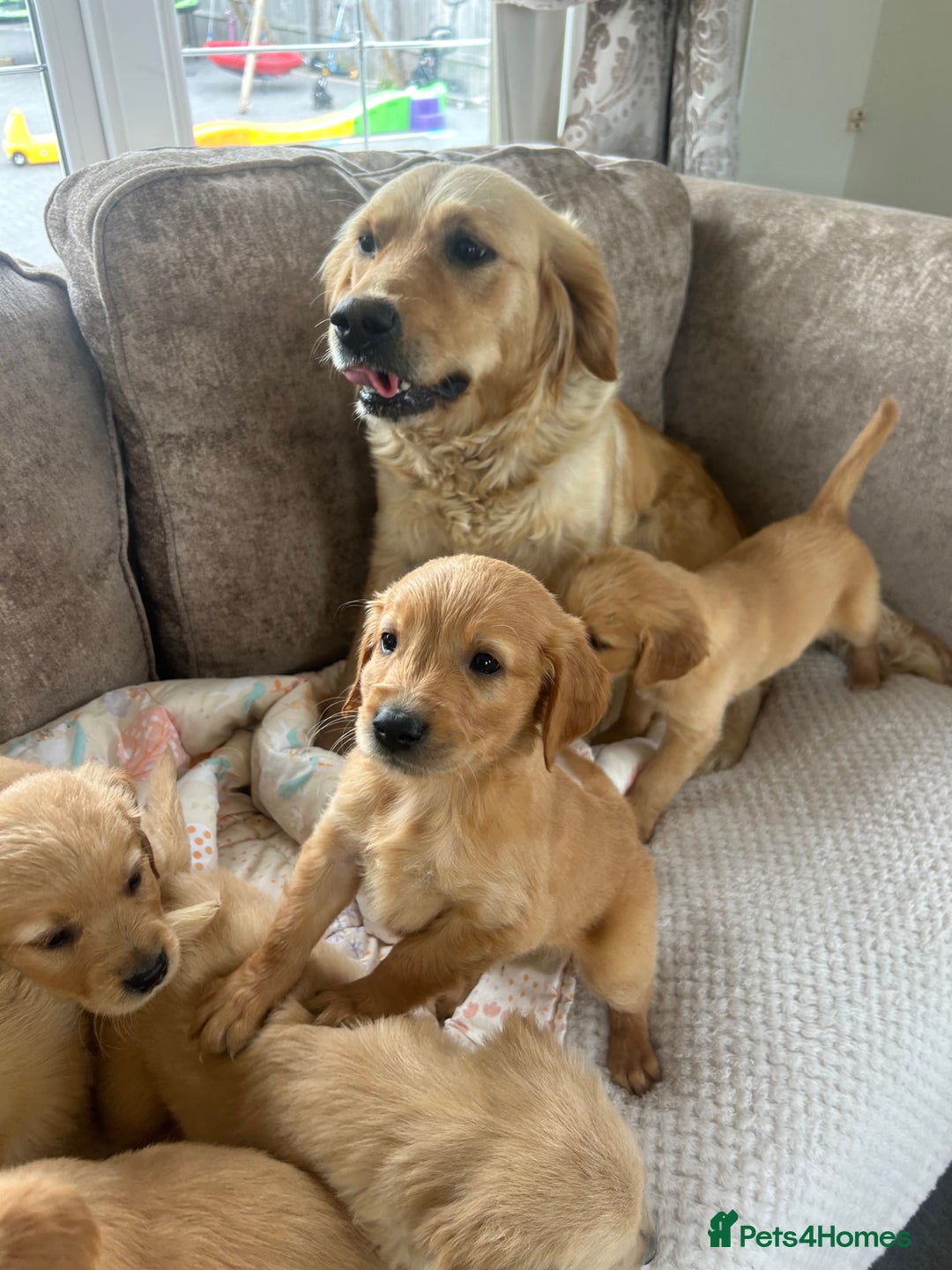 Golden Retriever dogs for sale: Beautiful  kc registered golden retriever puppys - Image 7