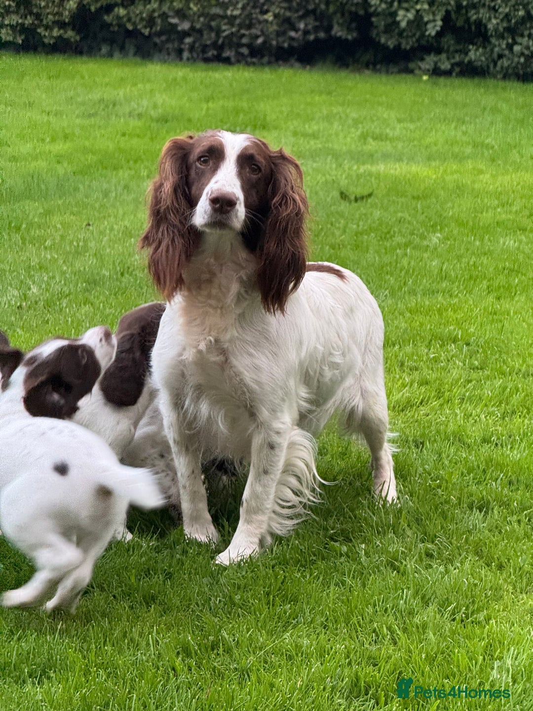 English Springer Spaniel dogs for sale: READY TO GO KC REG ESS PUPPIES - Image 21