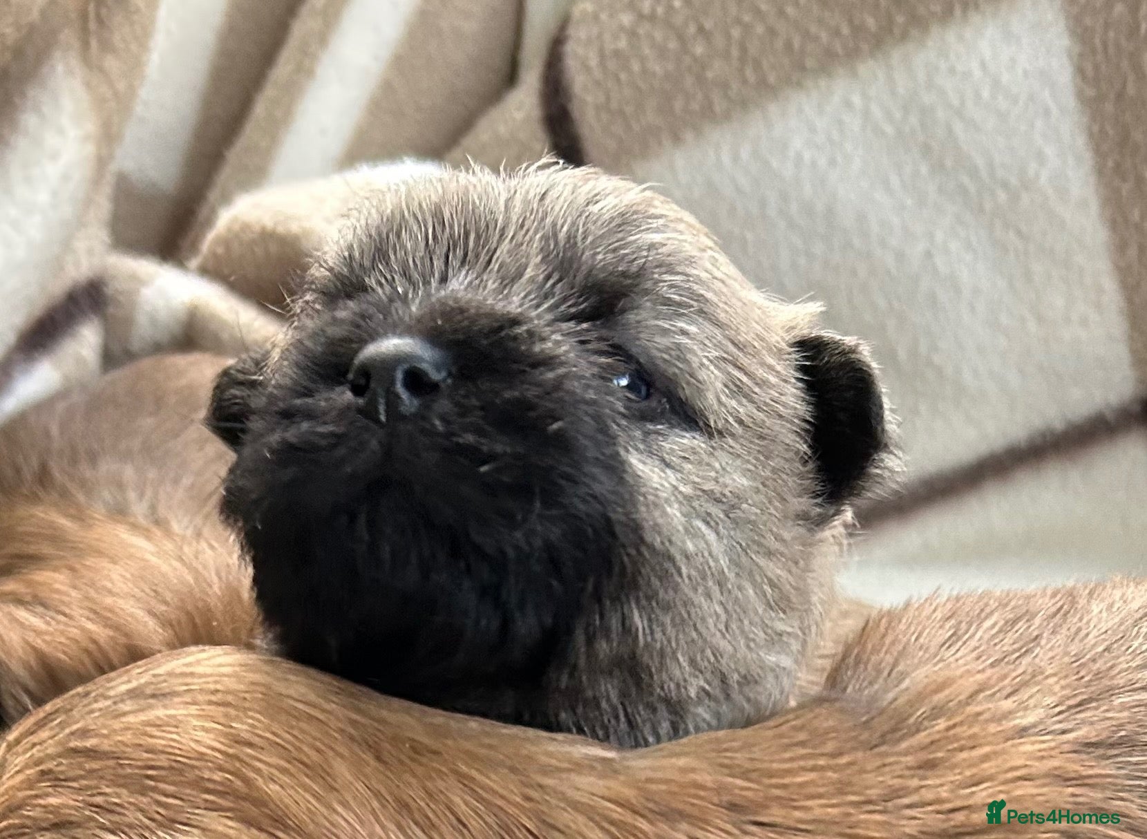 Cairn Terrier dogs for sale: Gorgeous Cairn Terrier Puppys - Advert 3