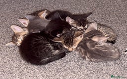 Bengal cats for sale: Russian Blue Bengal Kittens - Image 9