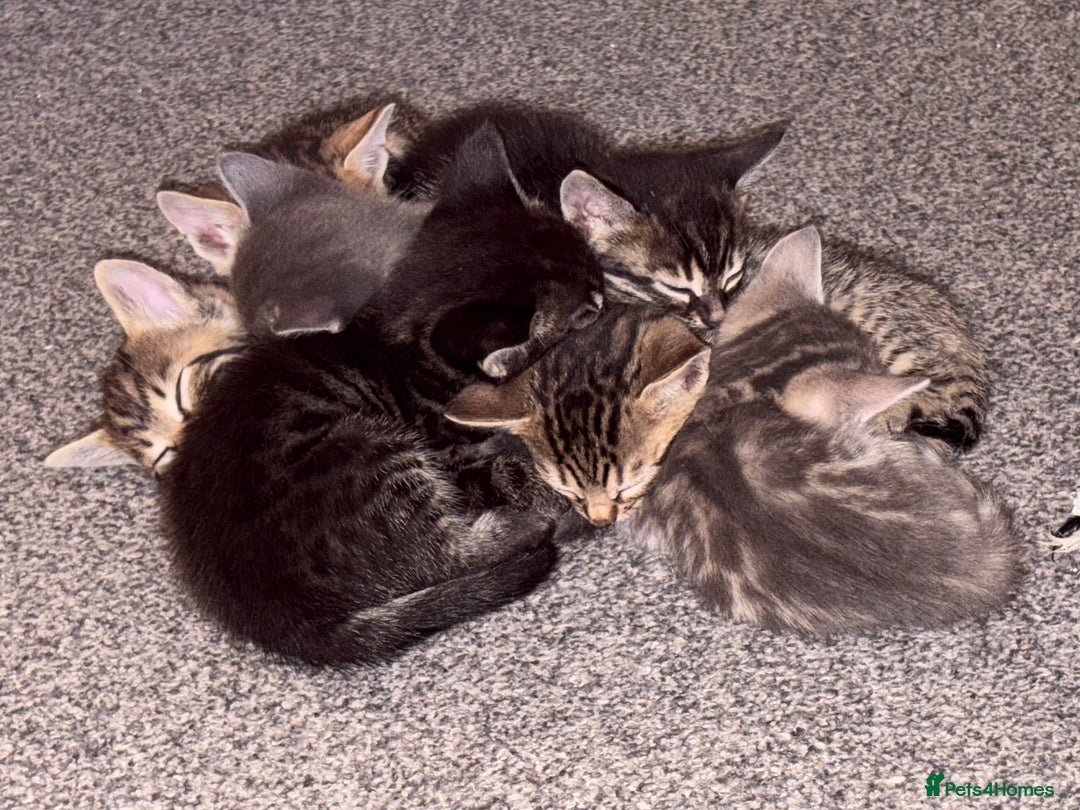 Bengal cats for sale: Russian Blue Bengal Kittens - Image 9