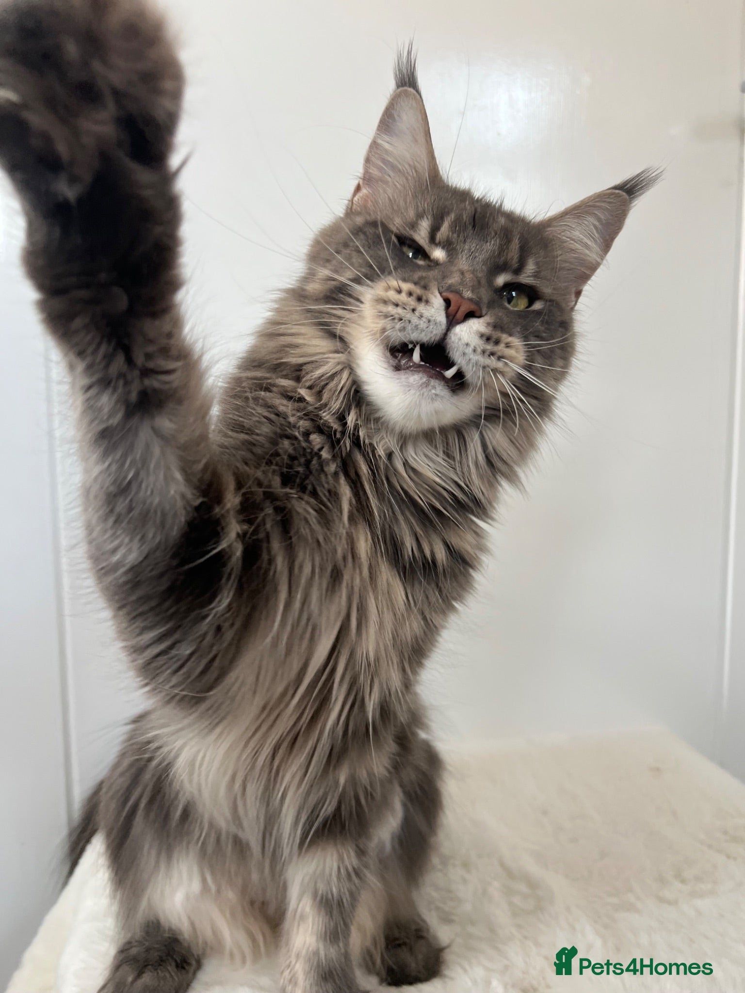 Maine Coon cats Ex queen female girl XXL Russian lines Maine Coon - Advert 1