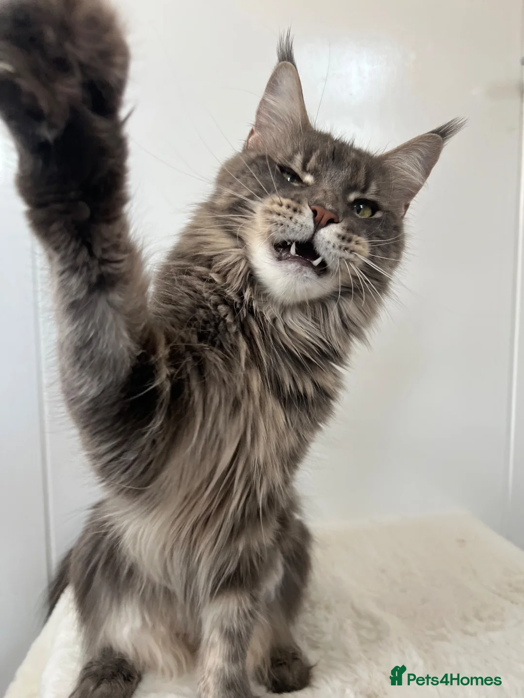 Maine Coon cats for sale: Ex queen female girl XXL Russian lines Maine Coon in Poole - Advert 1