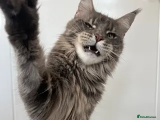 Maine Coon cats Ex queen female girl XXL Russian lines Maine Coon - Advert 5