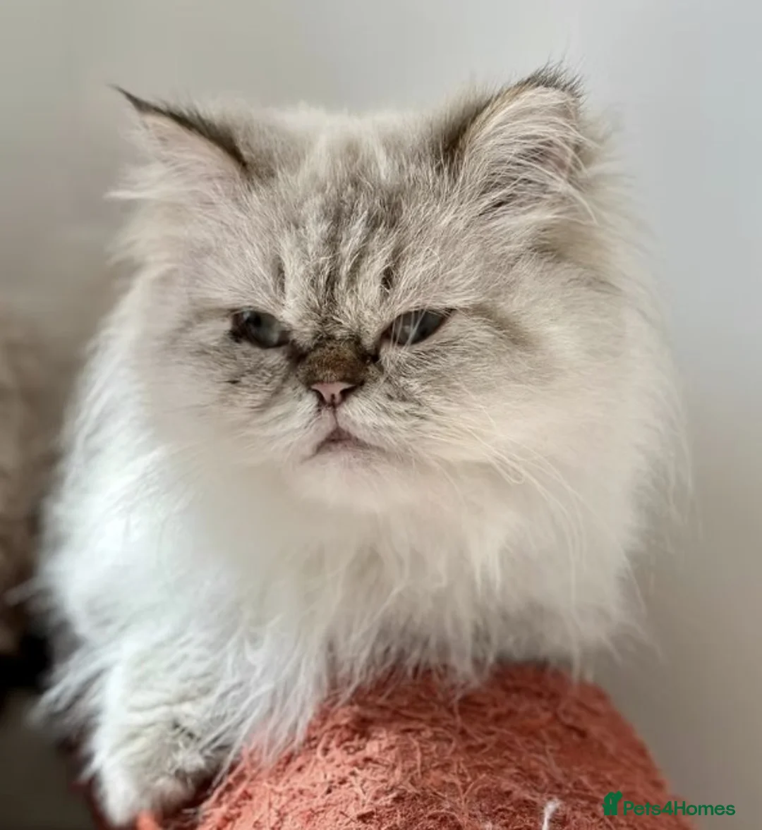 Persian cats for adoption: Female Cat for Indoor-Only Adoption - Advert 3