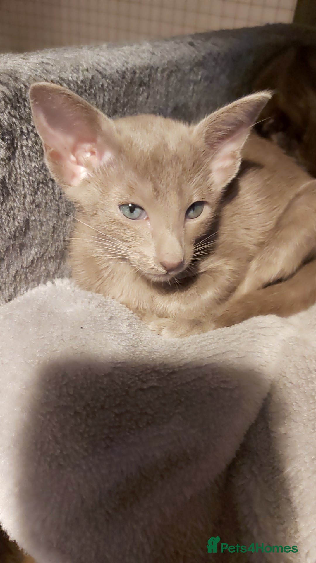 Oriental cats for sale: Full Pedigree Oriental 1 Kitten XL size ears GCCF - Advert 27