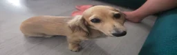 Miniature Dachshund dogs for sale: Beautiful longhaired cream mini dachshund - Advert 6