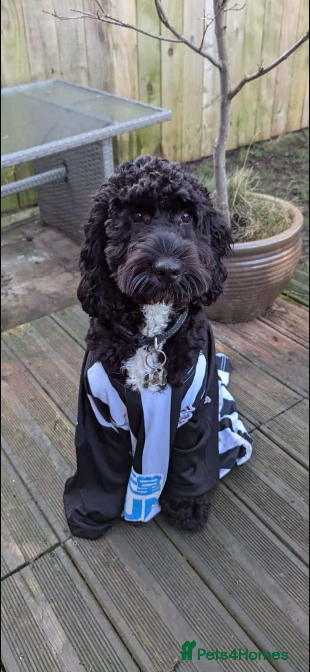 Cockapoo dogs for sale: F1B Cockapoo’s  - Advert 9