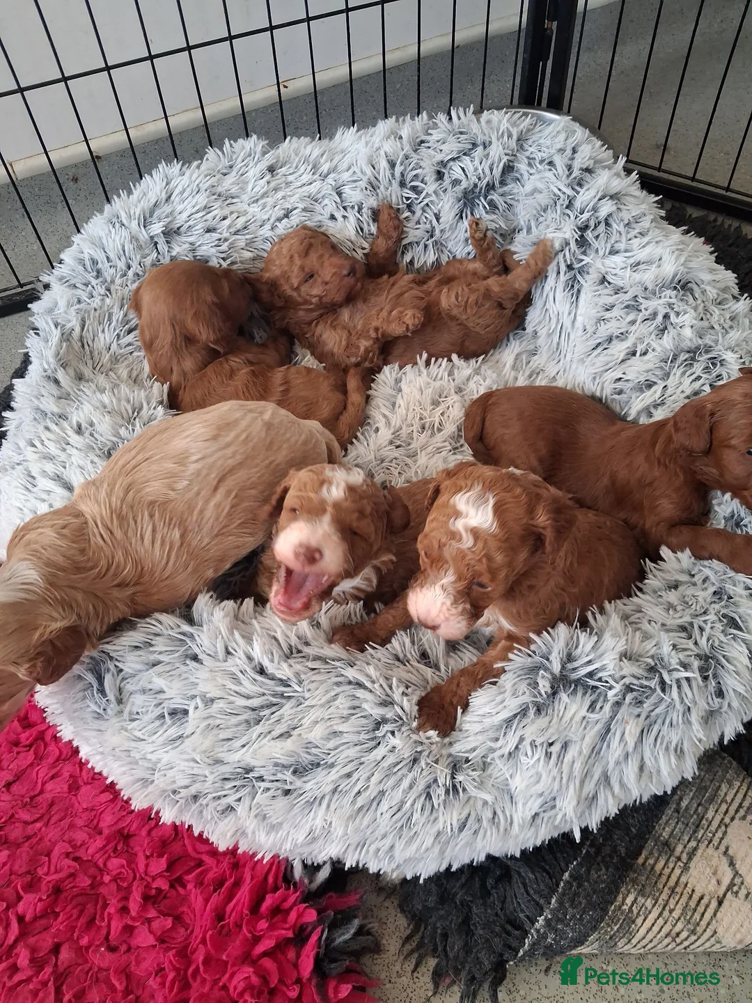 Labradoodle dogs for sale: F1B Miniature Labradoodle pups - Advert 2