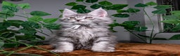 Maine Coon cats for sale: 8 STUNNING PEDIGREE TICA REG MAINE COON KITTENS - Advert 25