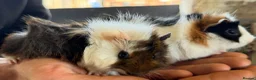 Guinea Pig rodents for sale: 2 bonded boy piggy’s for sale - Advert 5