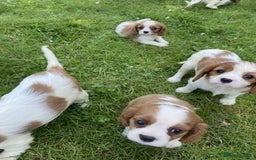 Cavalier King Charles Spaniel dogs for sale: Ready now, cavalier King Charles pups - Image 13
