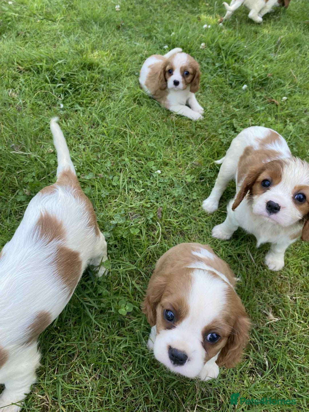 Cavalier King Charles Spaniel dogs for sale: Ready now, cavalier King Charles pups - Image 13
