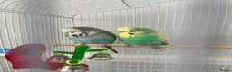 Budgerigars birds for sale: Budgies male and female + cage - Advert 1