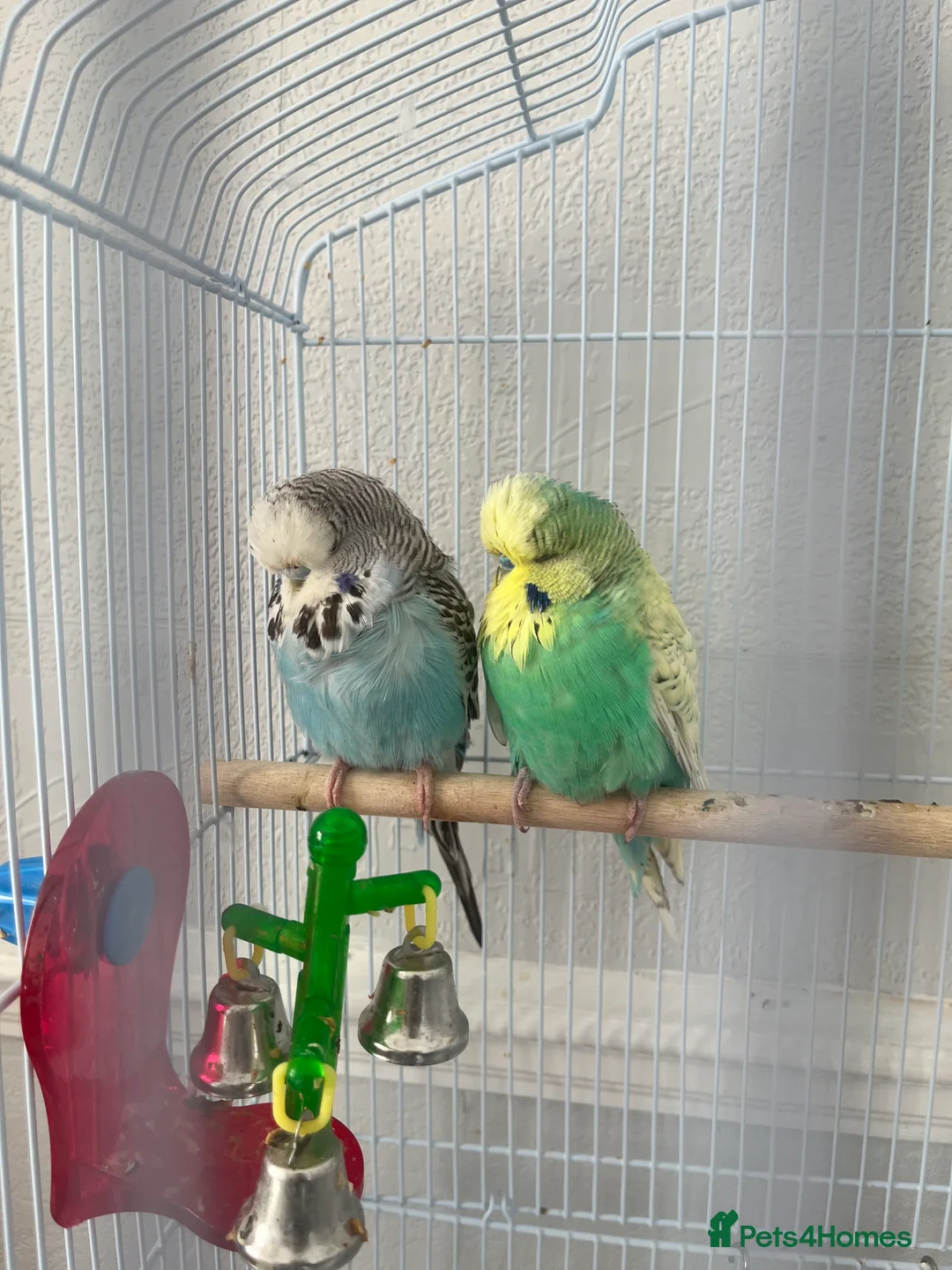 Budgerigars birds for sale: Budgies male and female + cage - Advert 1