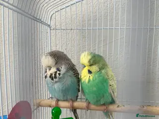 Budgerigars birds Budgies male and female + cage - Advert 1