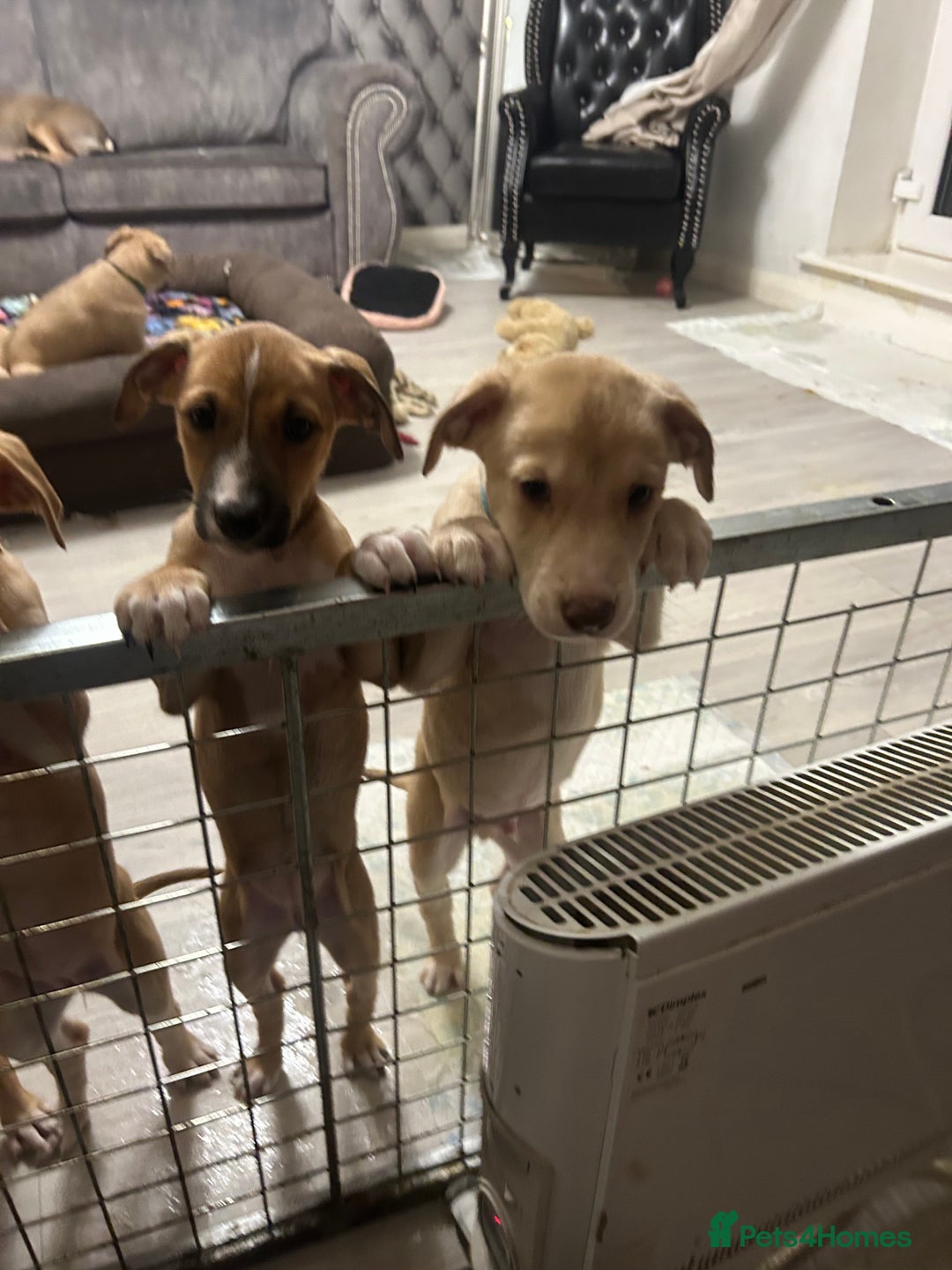 Mixed Breed dogs for sale: Salukigrey/bullgrey hound - Advert 10