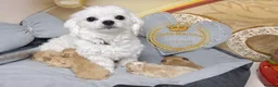 Maltipoo dogs for sale: Tiny Maltipoo puppies- Asian dad - Advert 18