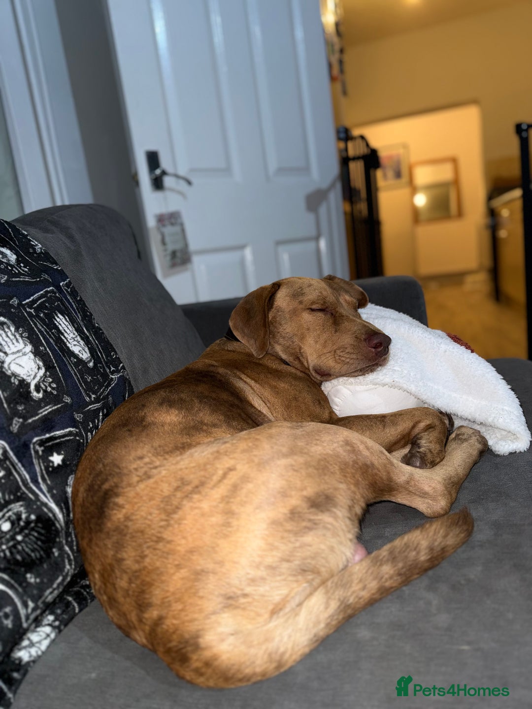 Mixed Breed dogs for sale: Staffy X Collie Rehome  - Advert 6