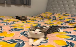 Domestic Shorthair cats for sale: kittens for sale❤️ - Image 14