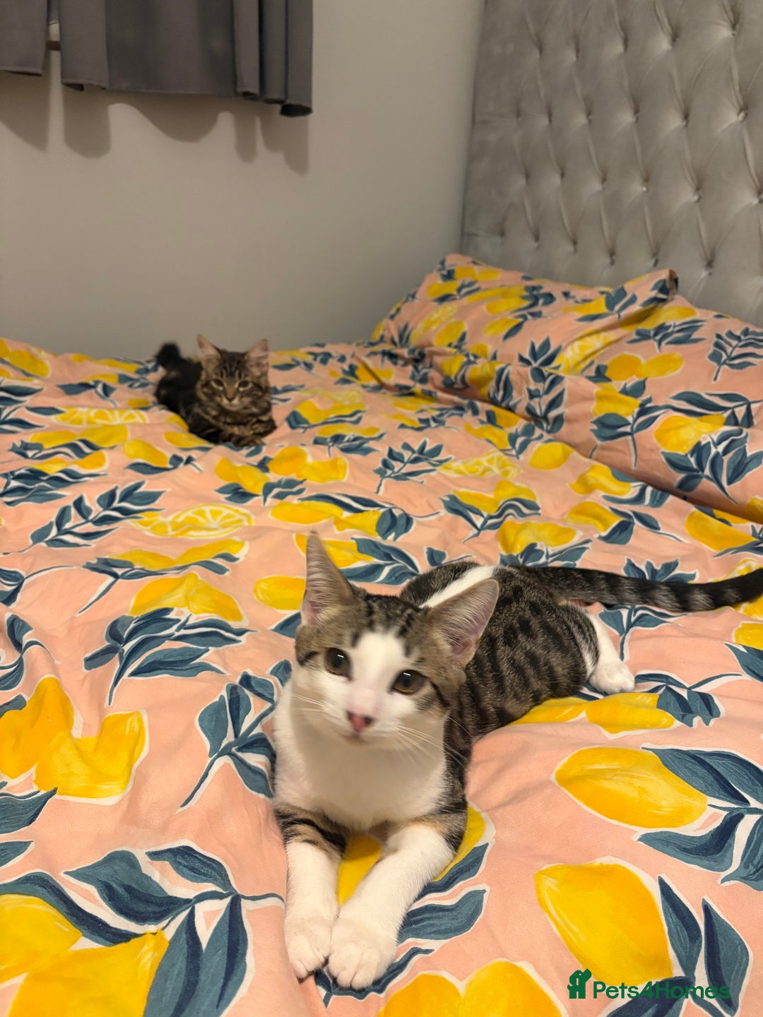 Domestic Shorthair cats for sale: kittens for sale❤️ - Image 14