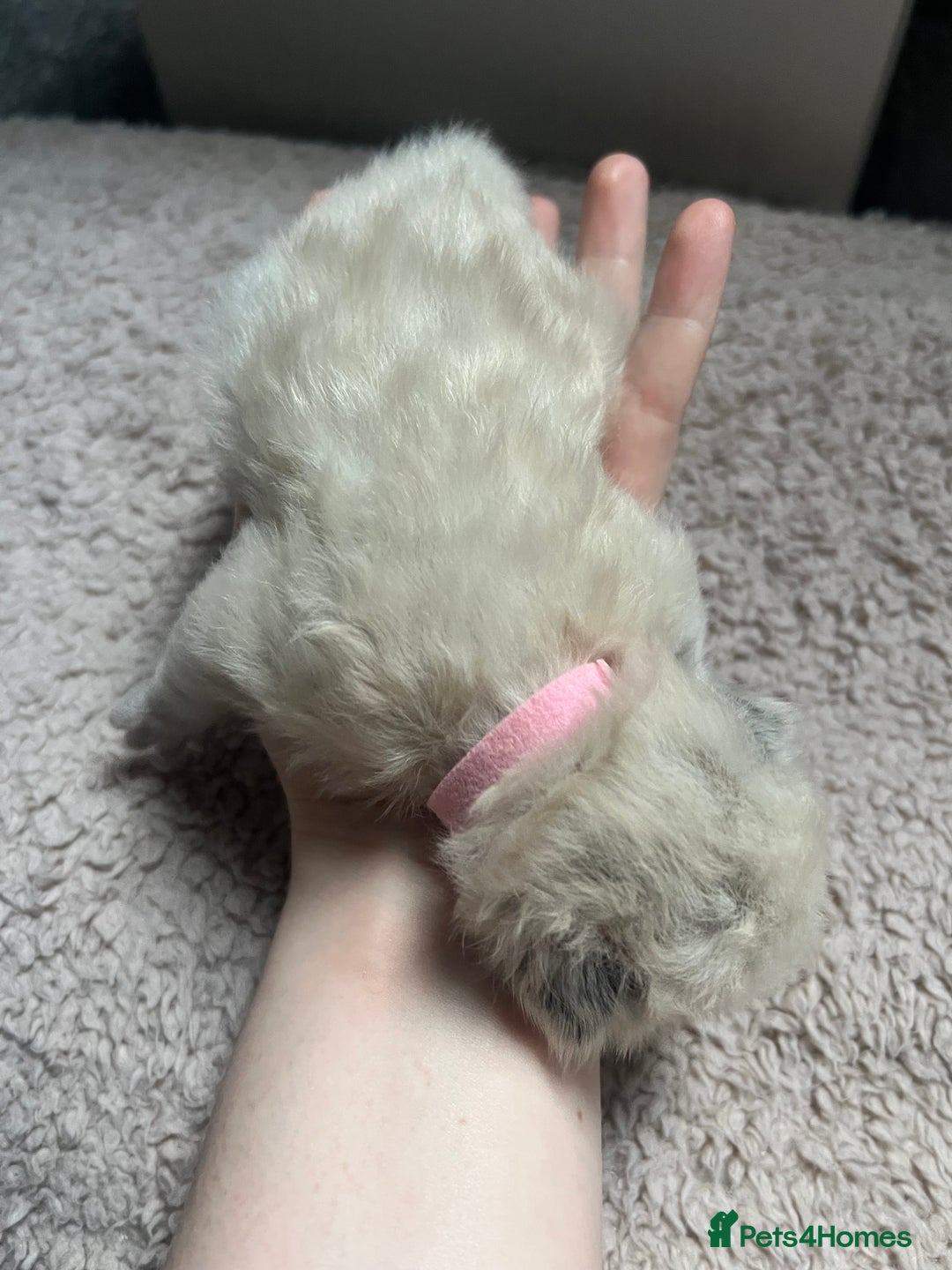 Ragdoll cats for sale: Stunning ragdoll kittens  - Advert 5