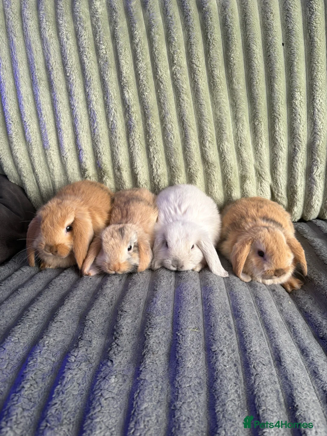 Mini Lop rabbits for sale: 💙🩷 Beautiful Pure Bred Mini Lop Bunnies 🩷💙 - Advert 2