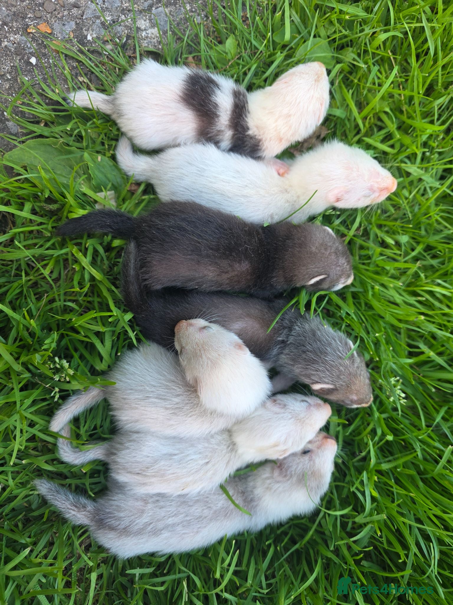 Ferret rodents Beautiful ferret kits - Advert 13
