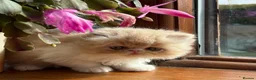 Exotic cats for sale: 4 Exotic Kittens  - Advert 15