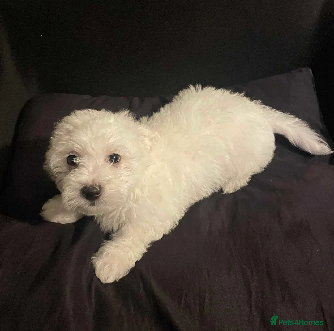 Maltese dogs for sale: Purebred Maltese Puppies Ready Now - Advert 11