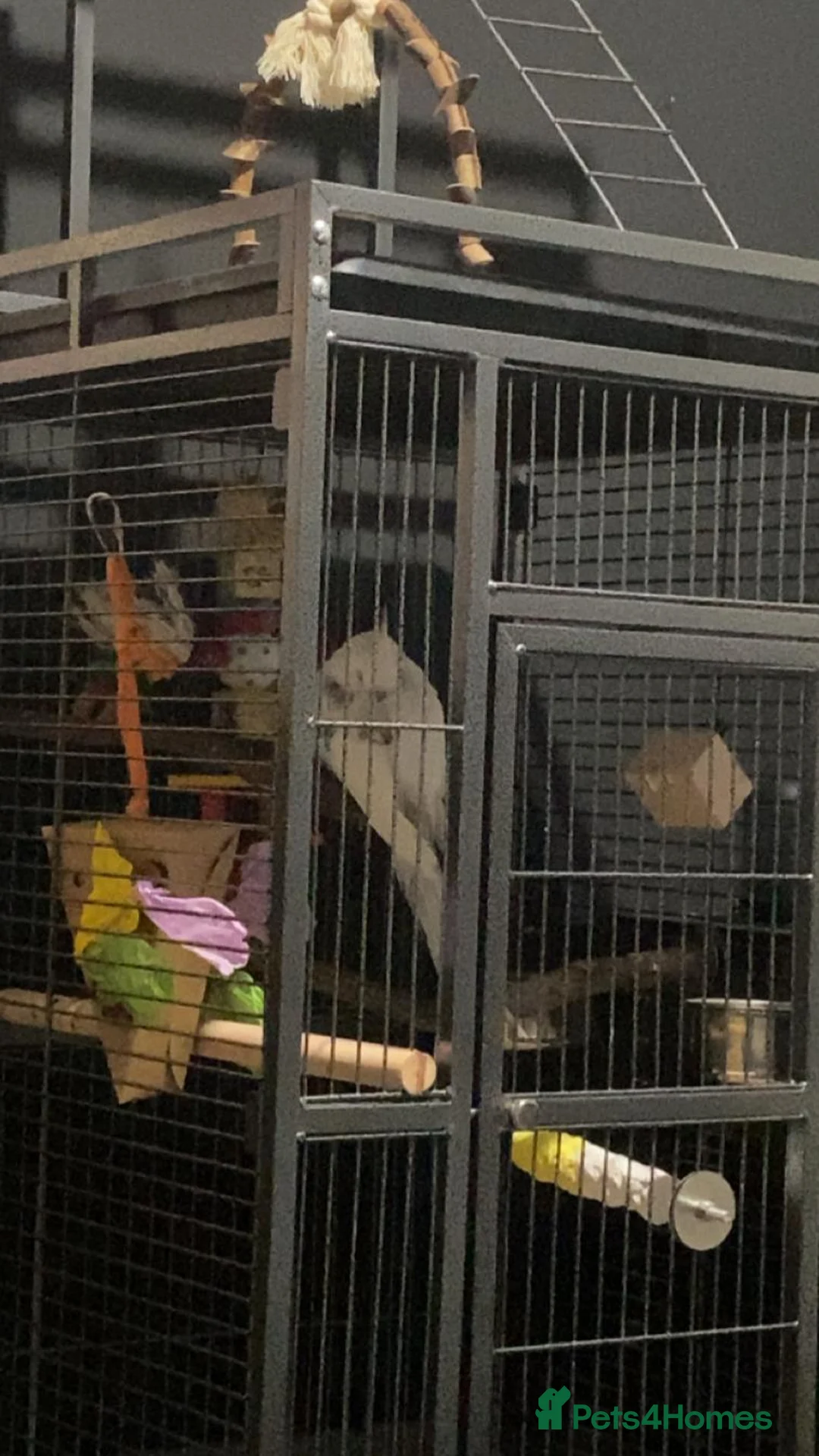 Cockatiels birds for sale: Female cockatiel - Advert 4