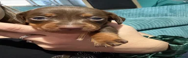 Dachshund 2