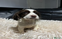 Cocker Spaniel dogs for sale: 💙Adorable Cocker spaniel puppies❤️ - Advert 5