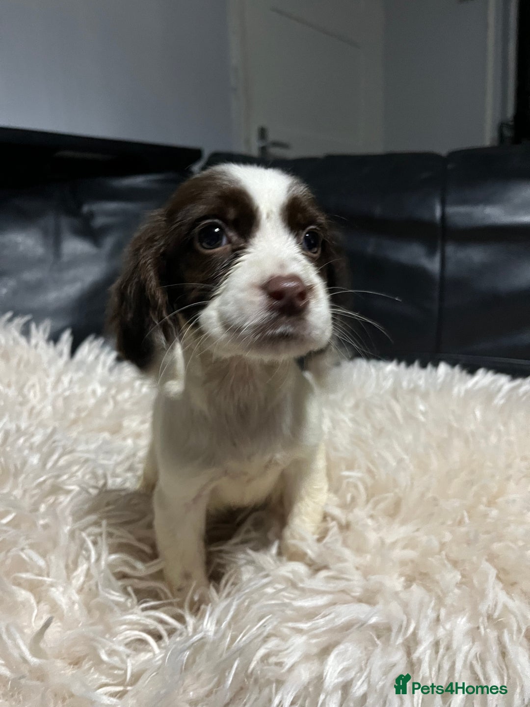 Cocker Spaniel dogs for sale: 💙Adorable Cocker spaniel puppies❤️ - Advert 5